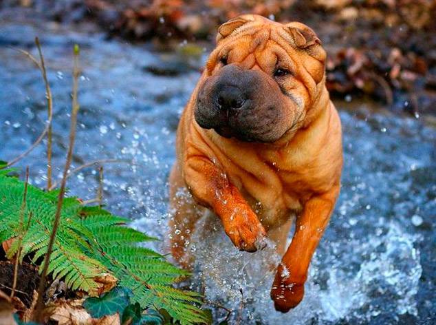 Самые умные породы собак: рейтинг по интеллекту