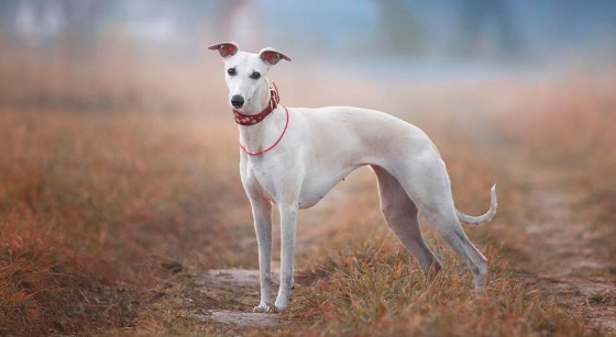 Самые умные породы собак: рейтинг по интеллекту