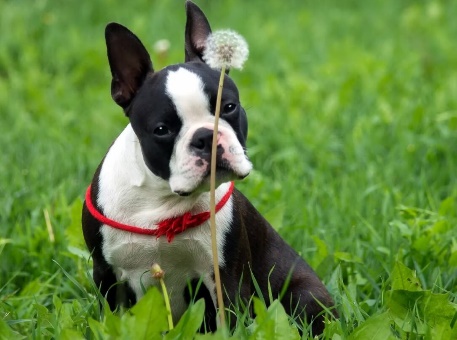 Самые умные породы собак: рейтинг по интеллекту