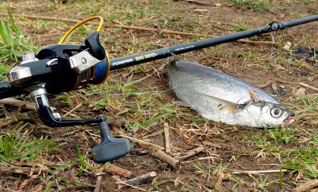 Fiske etter sabelfisk