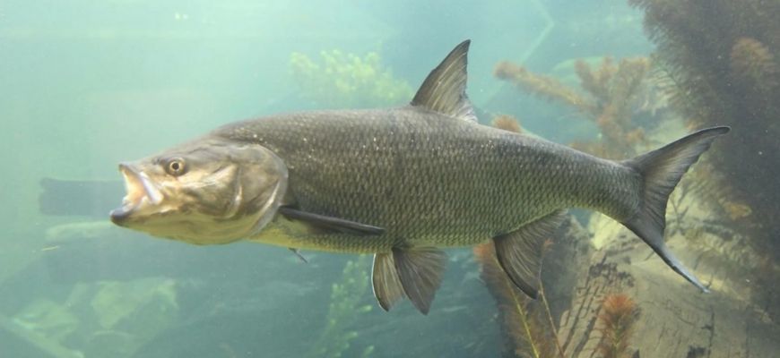 чем питается жерех