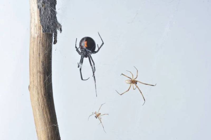 Черная вдова: описание паука, ареал обитания, питание, опасность, размножение