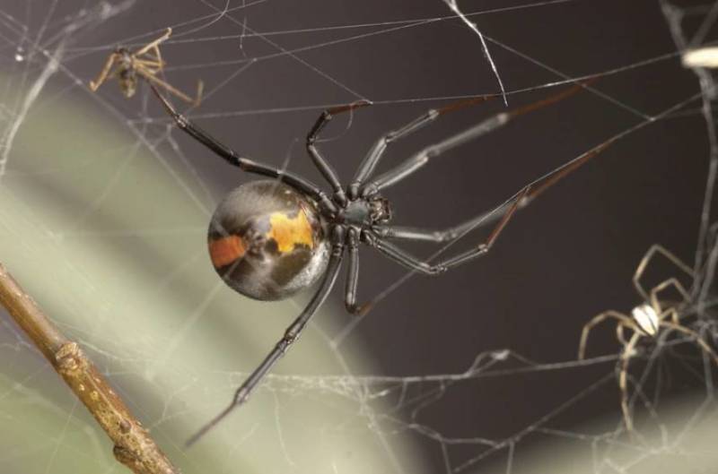 Черная вдова: описание паука, ареал обитания, питание, опасность, размножение