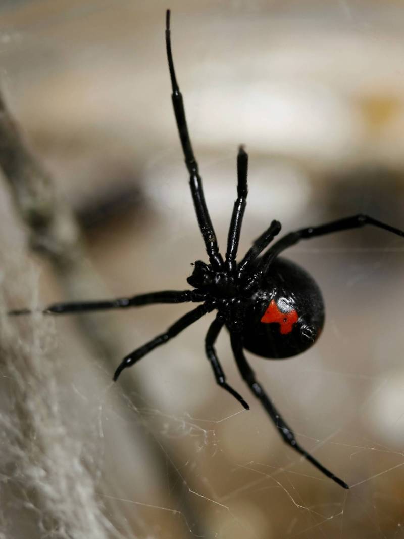 Черная вдова: описание паука, ареал обитания, питание, опасность, размножение