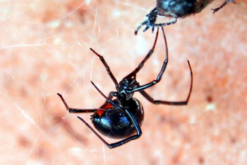 Черная вдова: описание паука, ареал обитания, питание, опасность, размножение