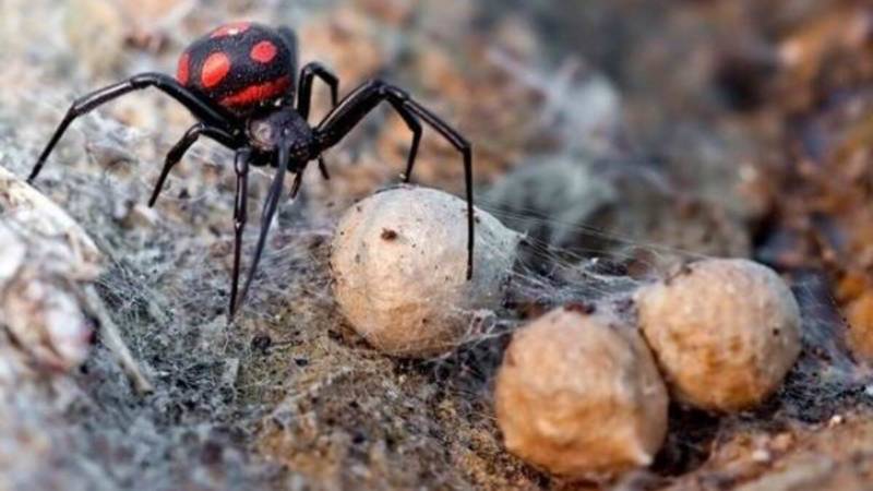 Черная вдова: описание паука, ареал обитания, питание, опасность, размножение