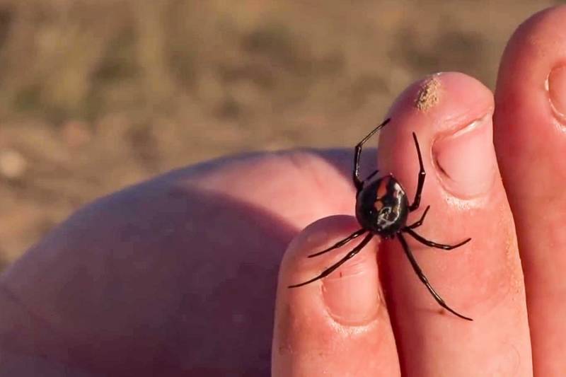 Черная вдова: описание паука, ареал обитания, питание, опасность, размножение