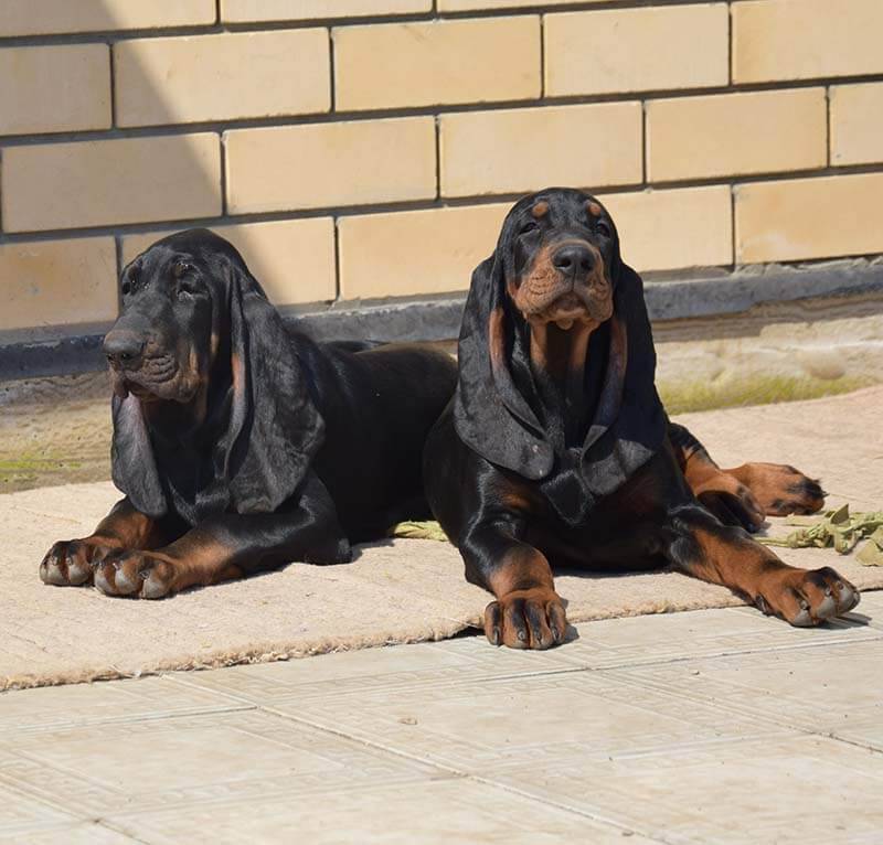 Самые умные породы собак: рейтинг по интеллекту