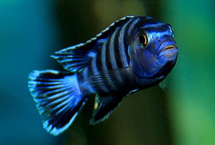 Демасони являются неприхотливыми к свету