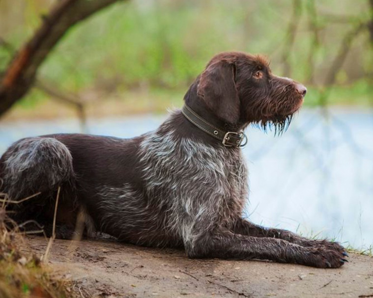 Самые умные породы собак: рейтинг по интеллекту