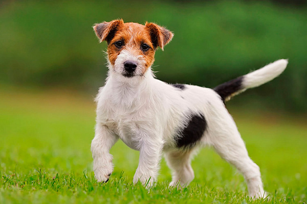 Самые умные породы собак: рейтинг по интеллекту