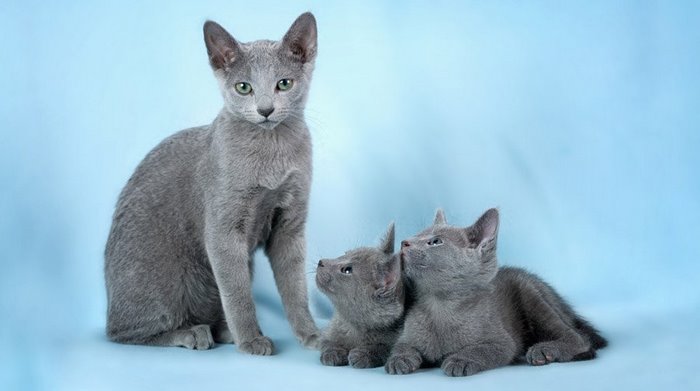 Кошка корат: описание, рост, характер и интересный факты