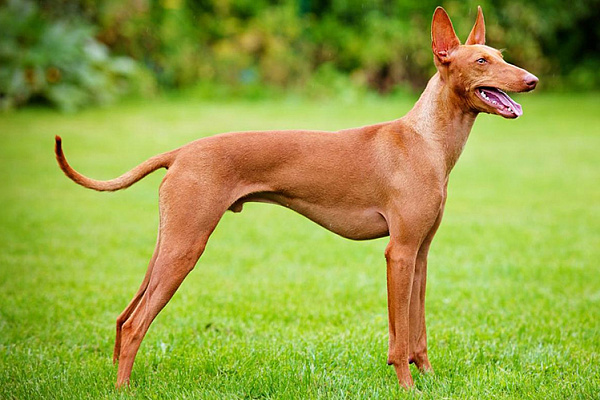 Самые умные породы собак: рейтинг по интеллекту