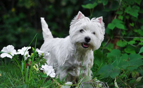 Самые умные породы собак: рейтинг по интеллекту