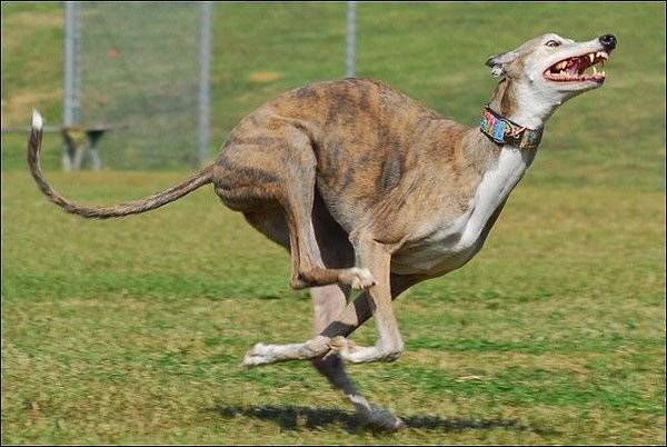 Самые умные породы собак: рейтинг по интеллекту