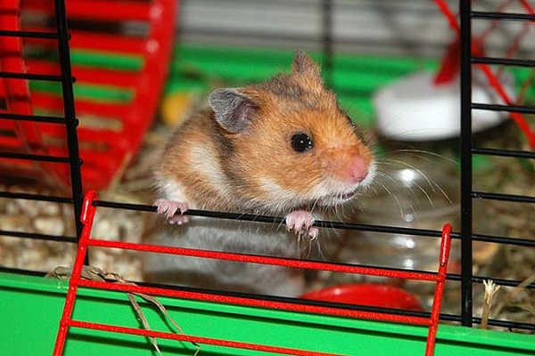Сирийский хомяк