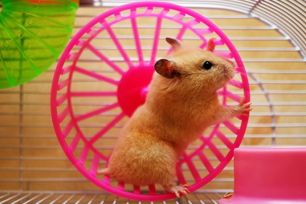 Хомяк в колесе