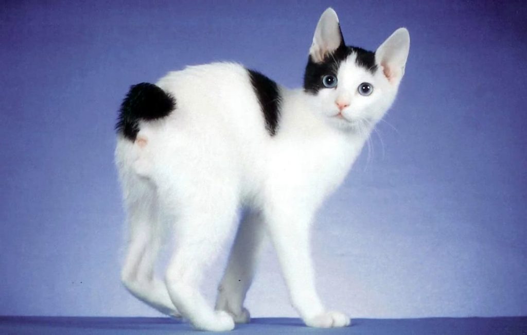 japonskii-bobteil-belosnezhnye