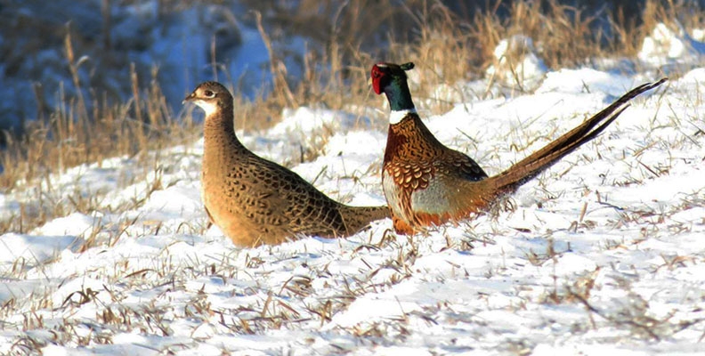 Самец и самка