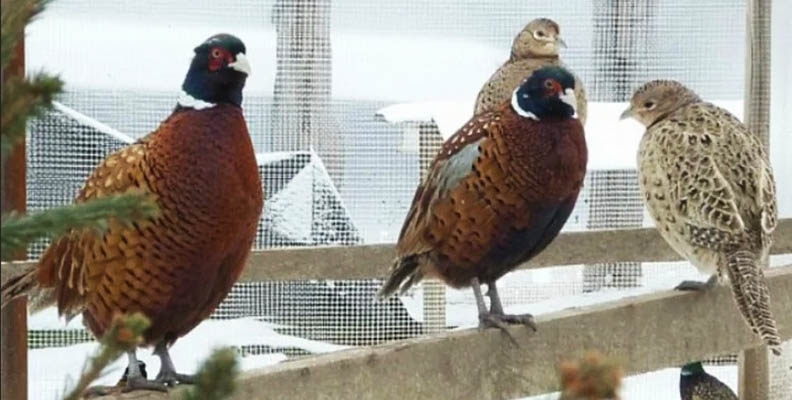 Фазаны в вольере