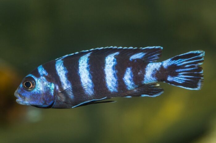 Как выглядит псевдотрофеуса демасони