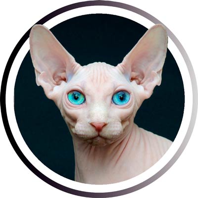 Самые популярные кошки: ТОП пород, которых любит весь мир