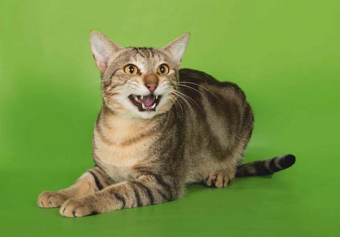 Сококе: описание породы, характер кошки, советы по содержанию и уходу