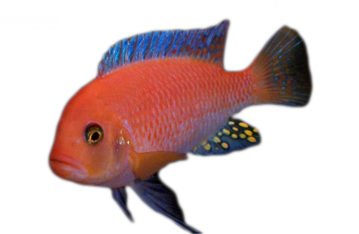 Красная зебра