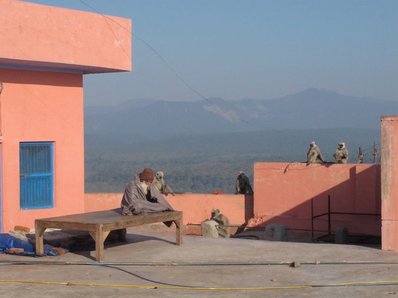 люди и лангуры