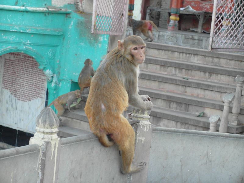 макака резус в индии