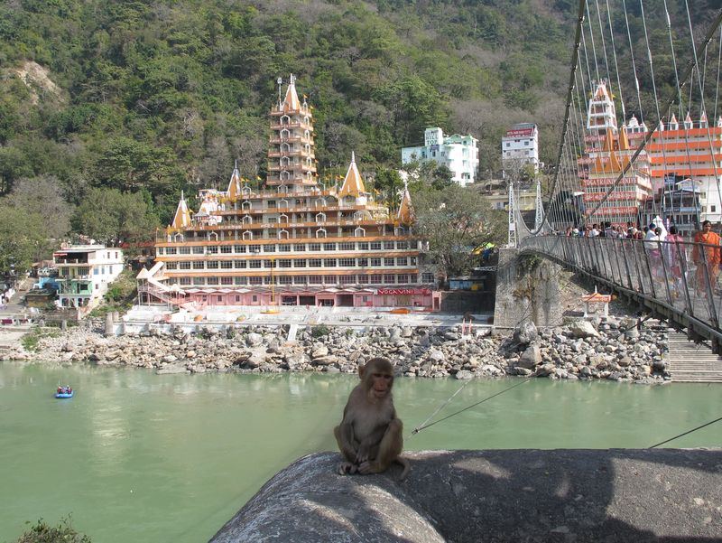 макаки ришикеша