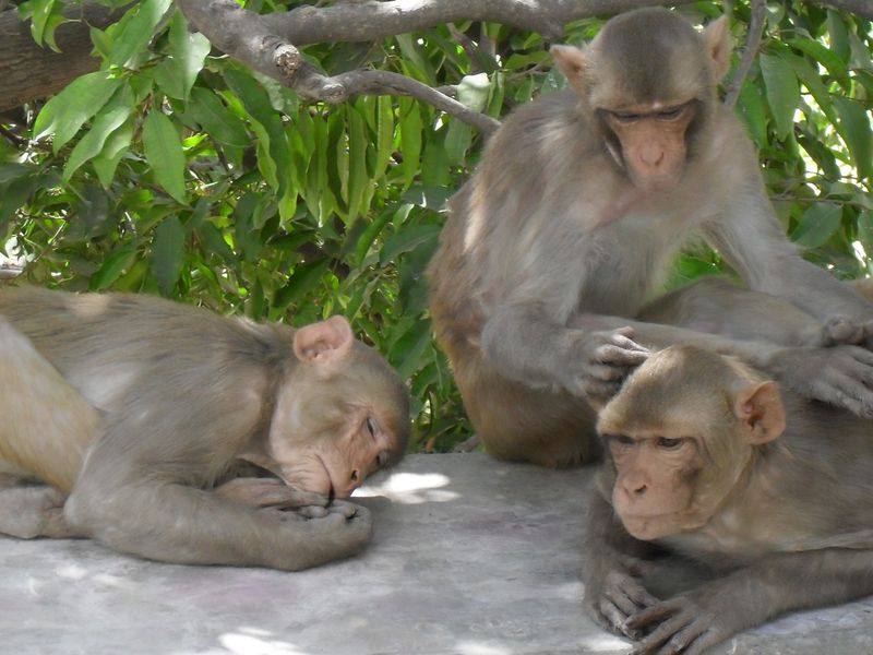 макаки во вриндаване