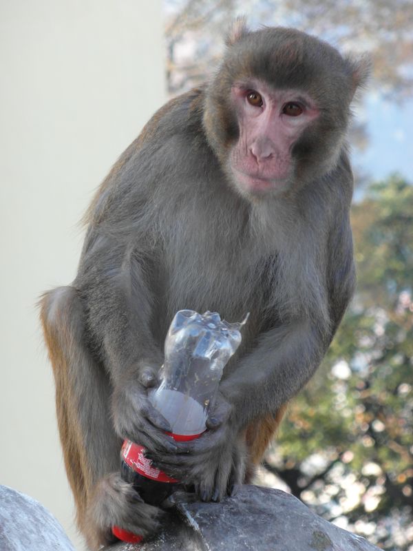 макаки