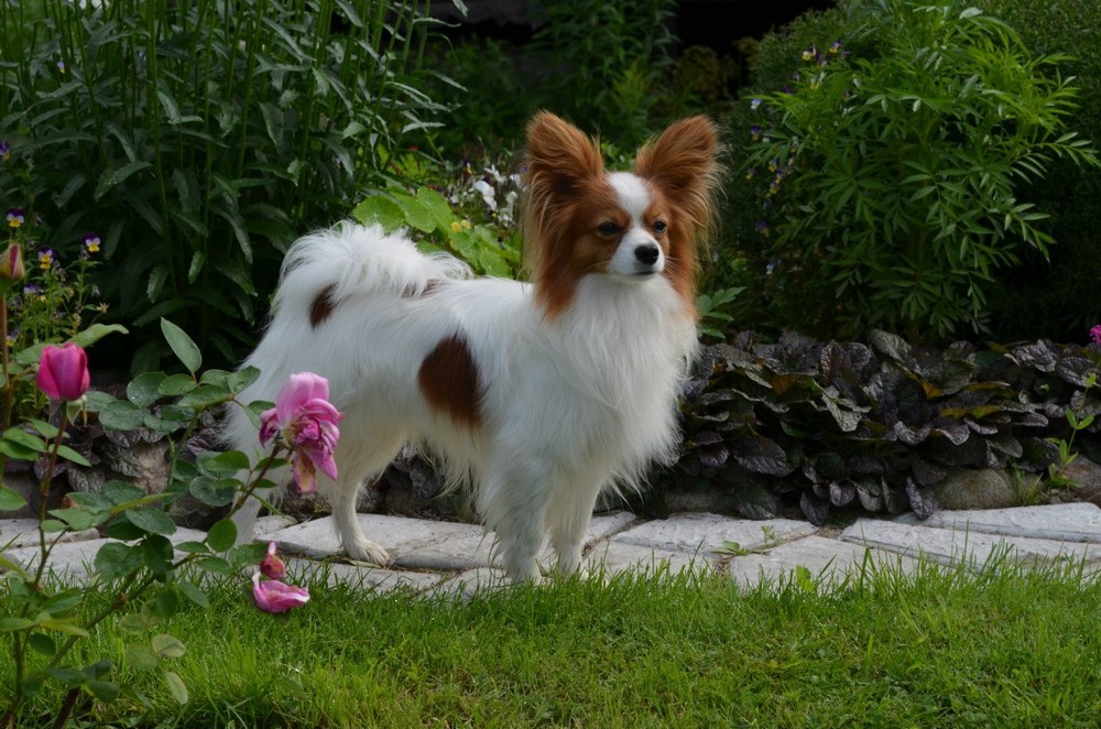 Порода собак папильон (континентальный той-спаниель) и ее характеристики с фото