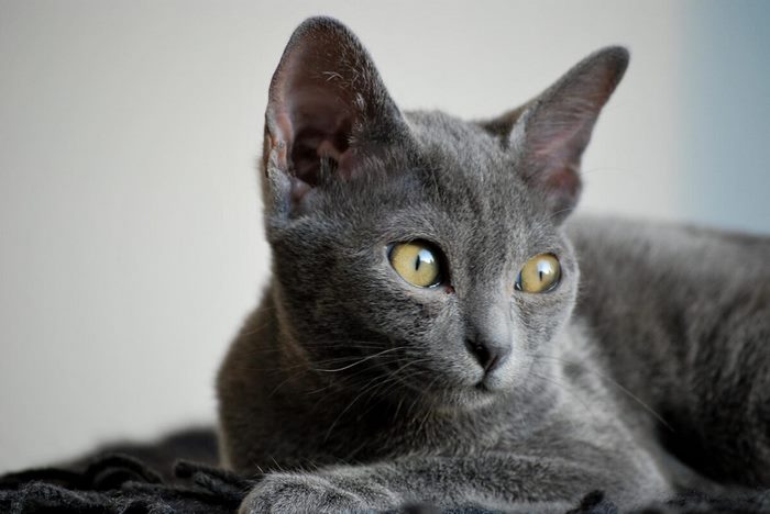 Кошка корат: описание, рост, характер и интересный факты