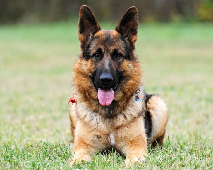 Самые умные породы собак: рейтинг по интеллекту