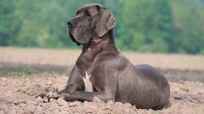 Самые умные породы собак: рейтинг по интеллекту