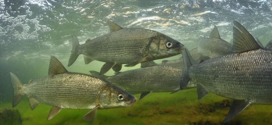 нерест и размножение