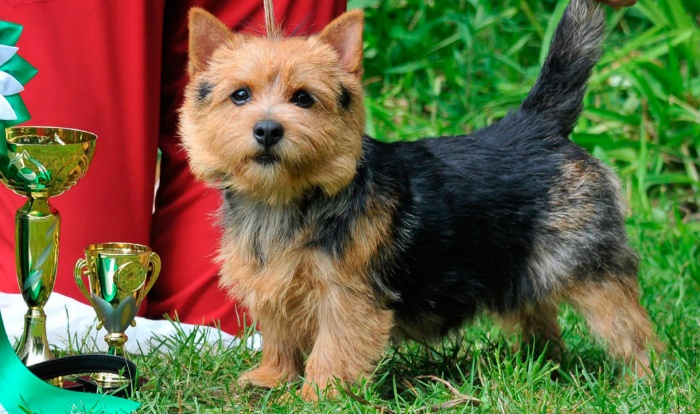 Самые умные породы собак: рейтинг по интеллекту