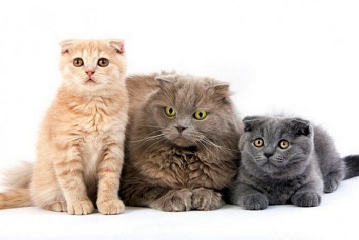 Шотландская вислоухая длинношерстная кошка (Хайленд фолд): описание породы, достоинства и недостатки, внешность и окрас, характер, здоровье