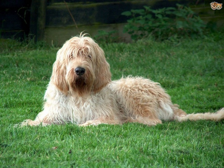 Самые умные породы собак: рейтинг по интеллекту