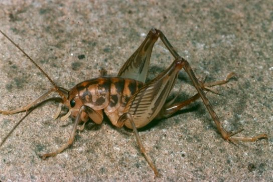 Красная книга Краснодарского края