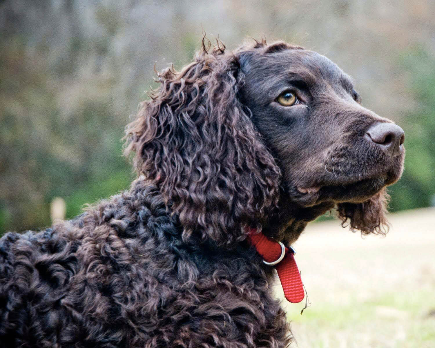 Самые умные породы собак: рейтинг по интеллекту