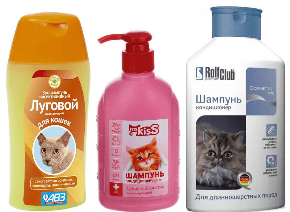 Шотландская вислоухая длинношерстная кошка (Хайленд фолд): описание породы, достоинства и недостатки, внешность и окрас, характер, здоровье