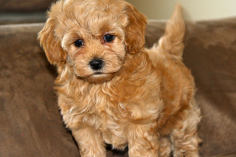 Преимущества