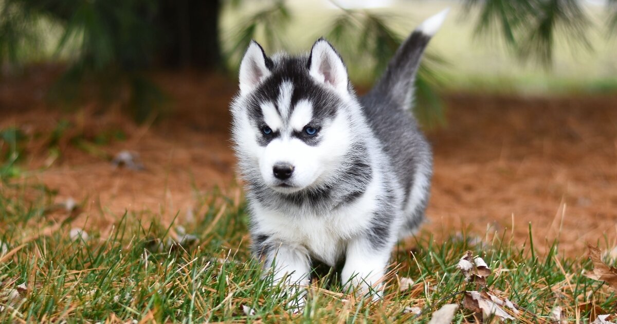 Самые умные породы собак: рейтинг по интеллекту