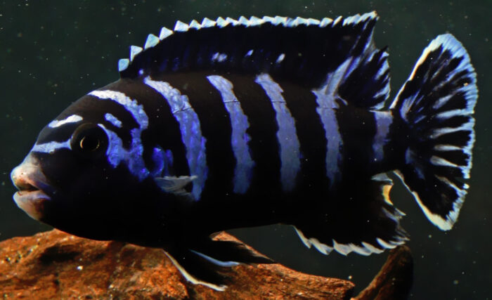Псевдотрофеус демасони любит теплую воду