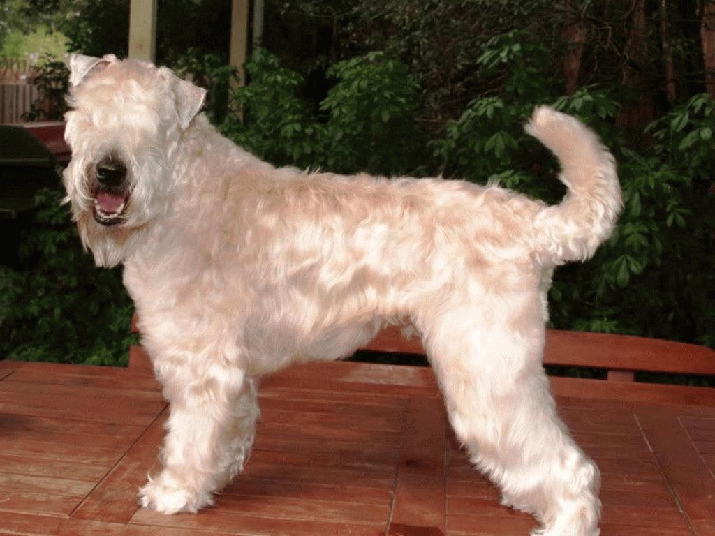 Самые умные породы собак: рейтинг по интеллекту