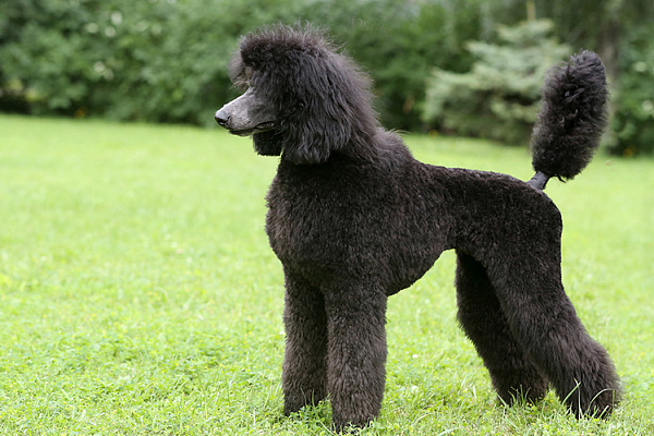 Самые умные породы собак: рейтинг по интеллекту