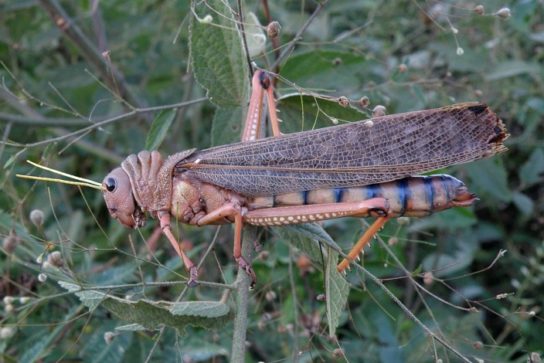 Строение саранчи Скелет саранчи